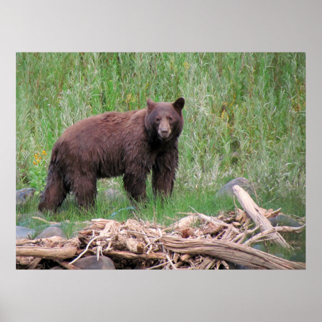 Cinnamon Bear Poster (Front)