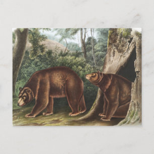 Cinnamon Bear (Ursus Americanus var. Cinnamonum) Postcard