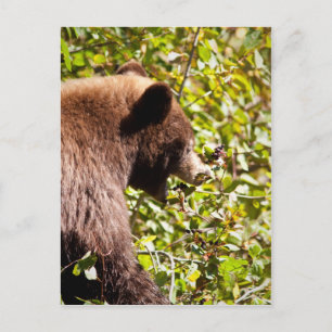 Cinnamon Black Bear Postcard