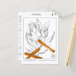 Cinnamon Spice Materia Medica Monograph Herbal  Postcard