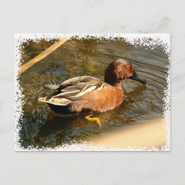 Cinnamon Teal Duck Postcard (Front)