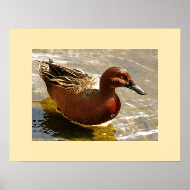 Cinnamon Teal Duck Print (Front)