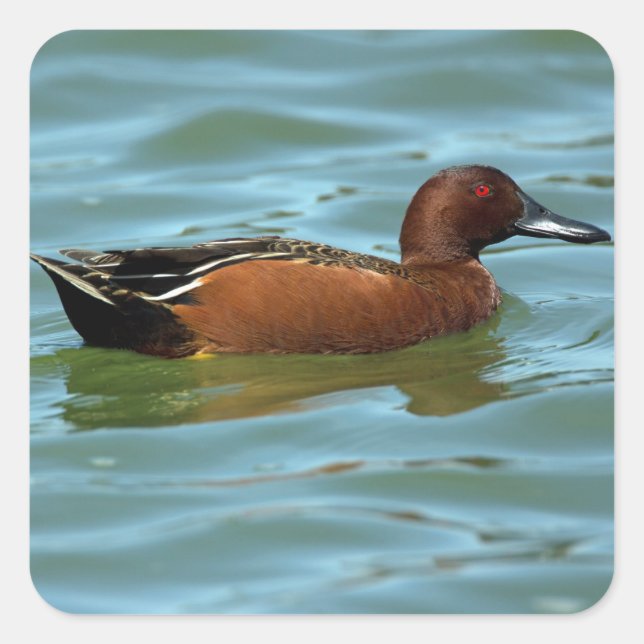 Cinnamon Teal Square Sticker (Front)