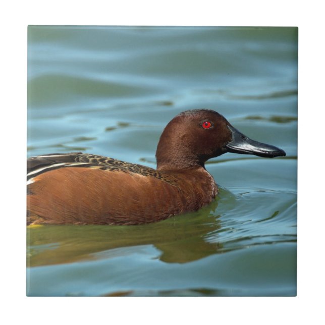 Cinnamon Teal Tile (Front)