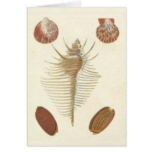 Cinq de coquillages aimables