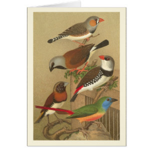 Cinq oiseaux de compagnie colorés perchés sur une 