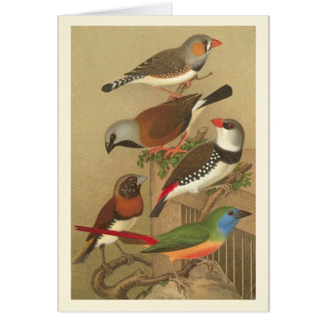 Cinq oiseaux de compagnie colorés perchés sur une  (Devant)
