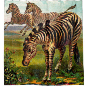 circa 1900 zebras print