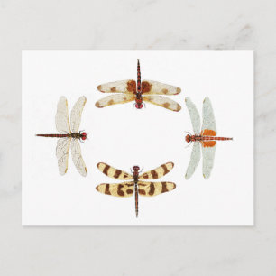 Circle of Dragonflies Postcard
