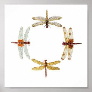 Circle of Dragonflies Poster