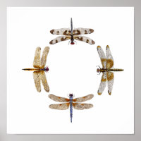 Circle Of Dragonflies Poster II