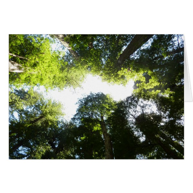 Circle of Redwood Trees at Redwood National Park (Front Horizontal)