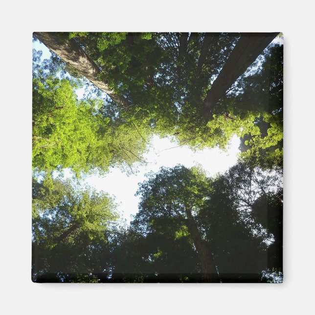 Circle of Redwood Trees at Redwood National Park Magnet (Front)