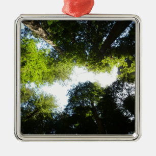 Circle of Redwood Trees at Redwood National Park Metal Ornament