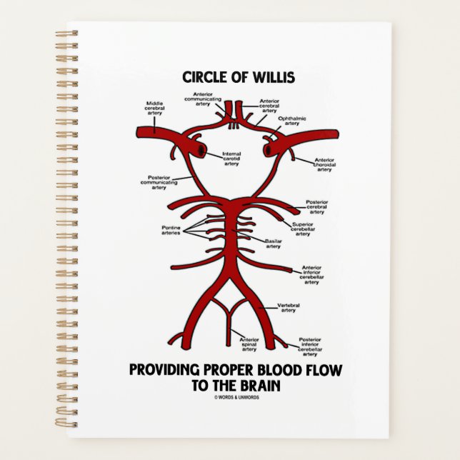 Circle of Willis Providing Proper Blood Flow (Devant)