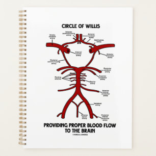 Circle Of Willis Providing Proper Blood Flow Brain Planner