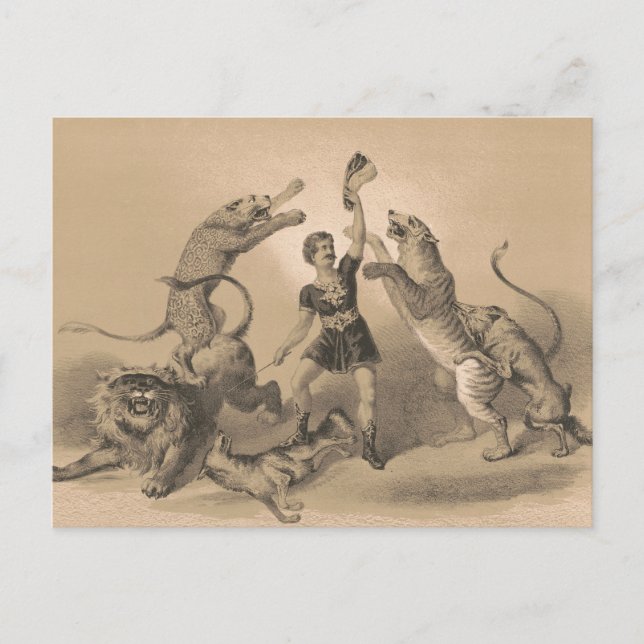 Circus Performer Standing Among Vicious Animals Postcard (Front)