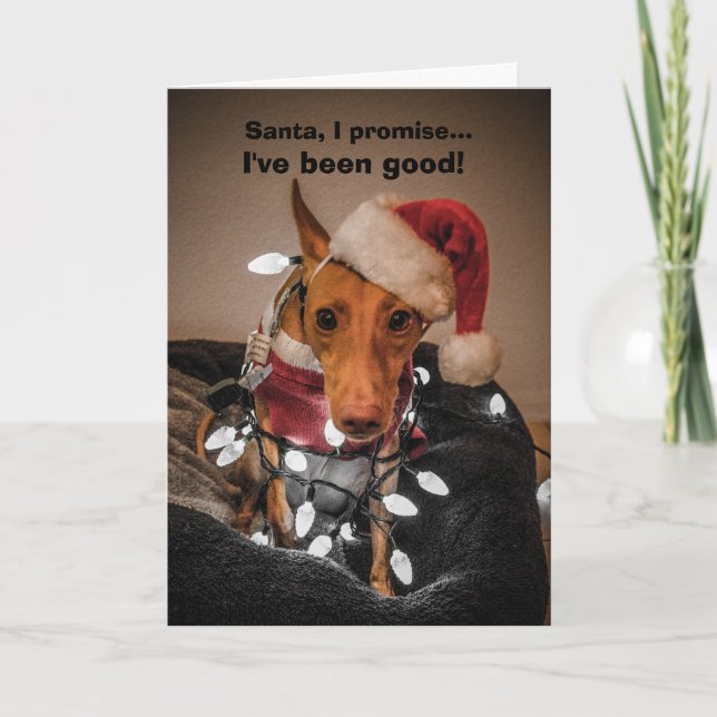 Cirneco dell'Etna Christmas Card (Front)