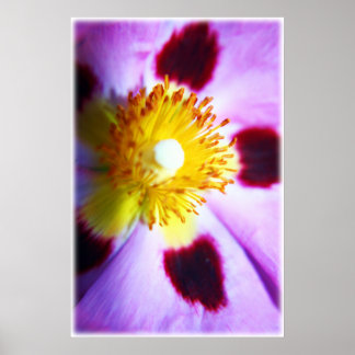 Cistus flower print