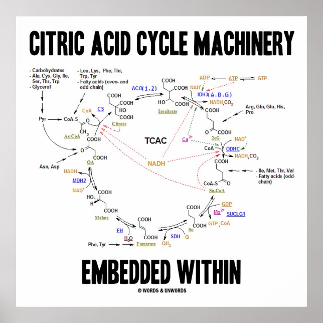 Citric Acid Cycle Machinery Embedded Within Krebs Poster (Front)