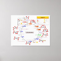Citric Acid Cycle, TCA Cycle, Krebs Cycle Diagram