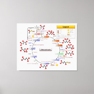 Citric Acid Cycle, TCA Cycle, Krebs Cycle Diagram Canvas Print