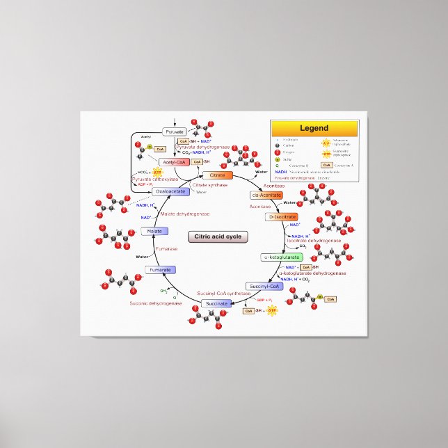 Citric Acid Cycle, TCA Cycle, Krebs Cycle Diagram Canvas Print (Front)