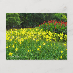 Citron Daylily   [Postcard] ポストカード Postcard