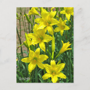 Citron Daylily   [Postcard] ポストカード Postcard