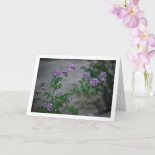 Citronella Plant with Floral Portrait Card