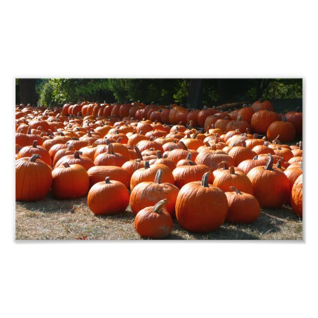 Citrouille Patch Automne Harvest Photographie (Devant)