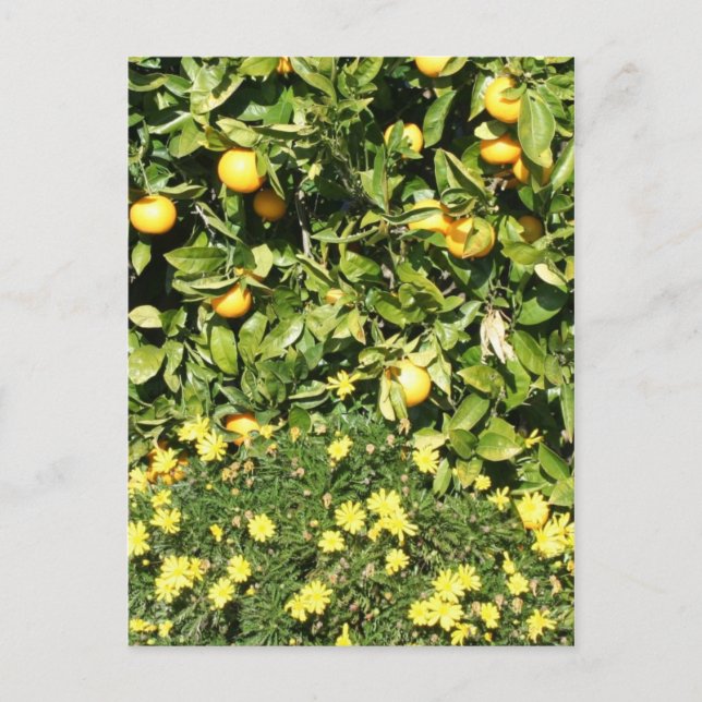 Citrus and Euryops Postcard (Front)