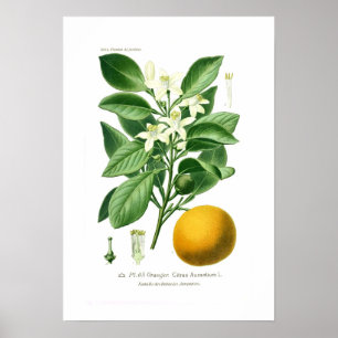 Citrus auranticum (Seville orange) Poster