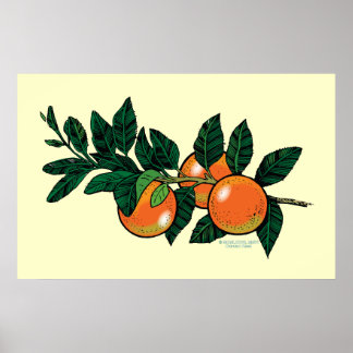 Citrus branch poster