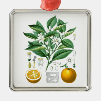 Citrus Fruit Botanical Illustration no.1 gift Metal Ornament
