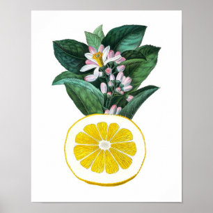 Citrus Fruit Lemon Botanical Print no. 11 Wall Art