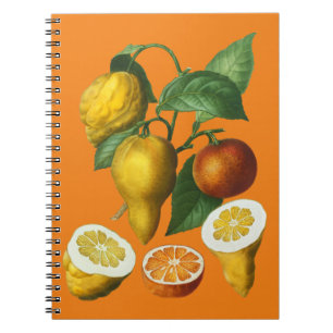 CITRUS FRUIT NOTEBOOK