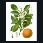 Citrus Fruit Orange Botanical Print no. 2 Wall Art<br><div class="desc">Citrus Fruit Orange Botanical Print no. 2 Wall Art</div>