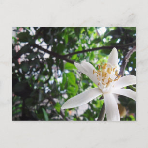 Citrus × limon postcard