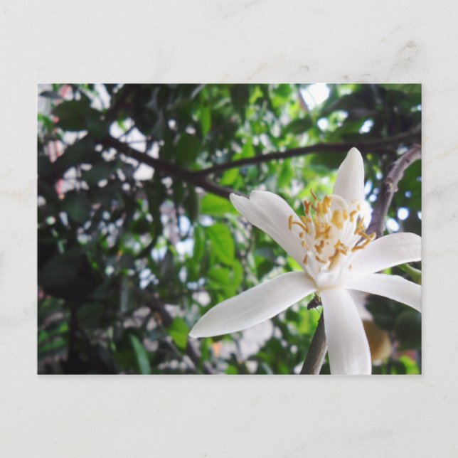 Citrus × limon postcard (Front)