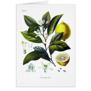 Citrus Limonum (citron)
