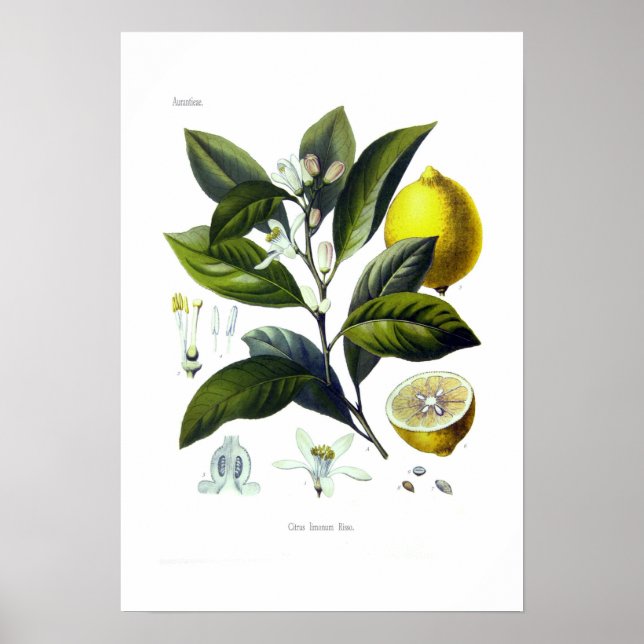Citrus limonum (Lemon) Poster (Front)