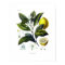 Citrus limonum (Lemon)