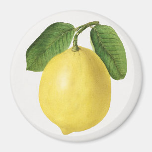 Citrus Magnet