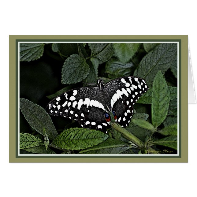 Citrus Swallowtail, (Front Horizontal)