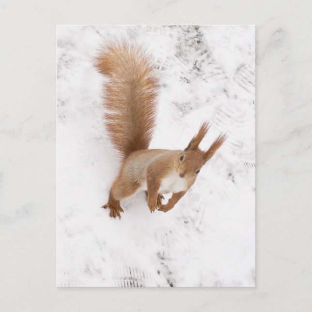 City Squirrel Postcard (Front)