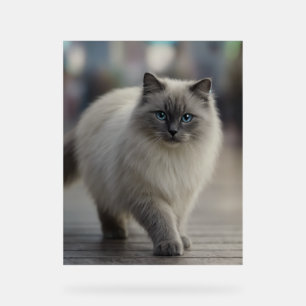 City Strolls and Sapphire Eyes Acrylic Sign