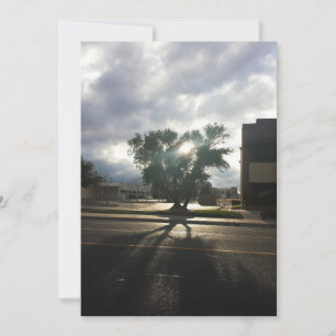 City Tree Announcement