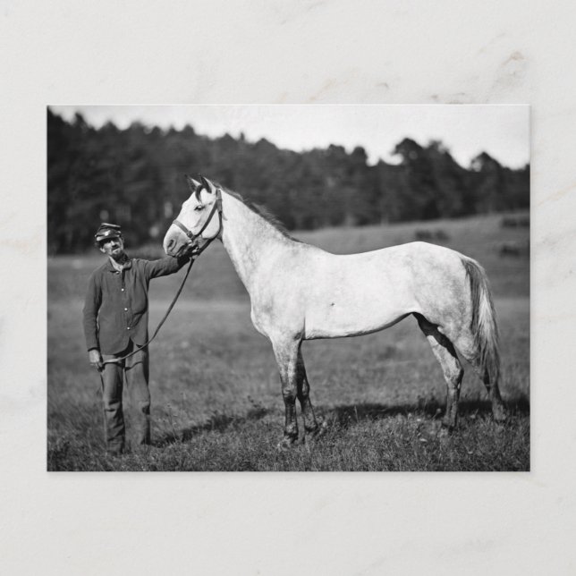 Civil War Horse, 1860s Postcard (Front)