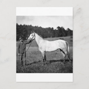 Civil War Horse, 1860s Postcard